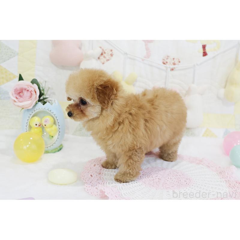 販売中の京都府のタイニープードル-436676の30枚目