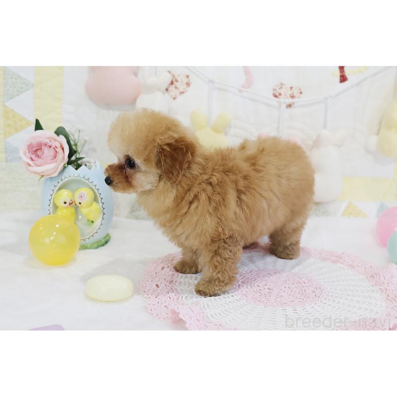 販売中の京都府のタイニープードル-436676の29枚目