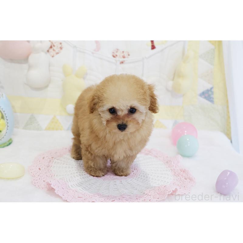 販売中の京都府のタイニープードル-436676の28枚目