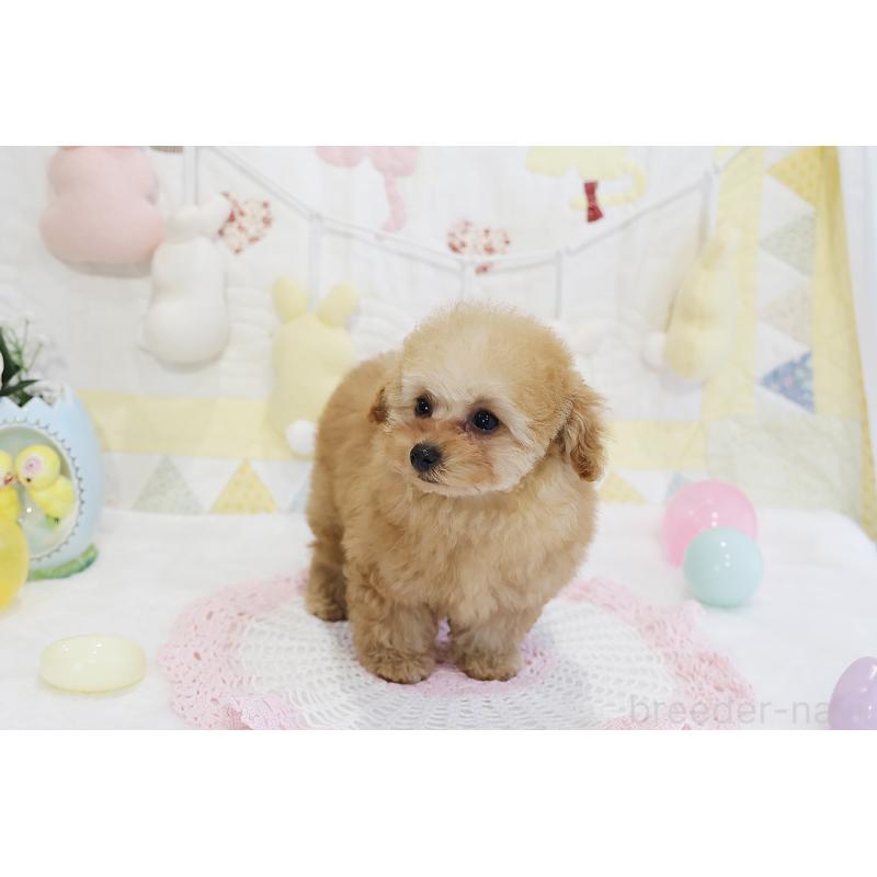 販売中の京都府のタイニープードル-436676の27枚目