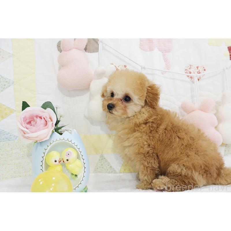 販売中の京都府のタイニープードル-436676の26枚目