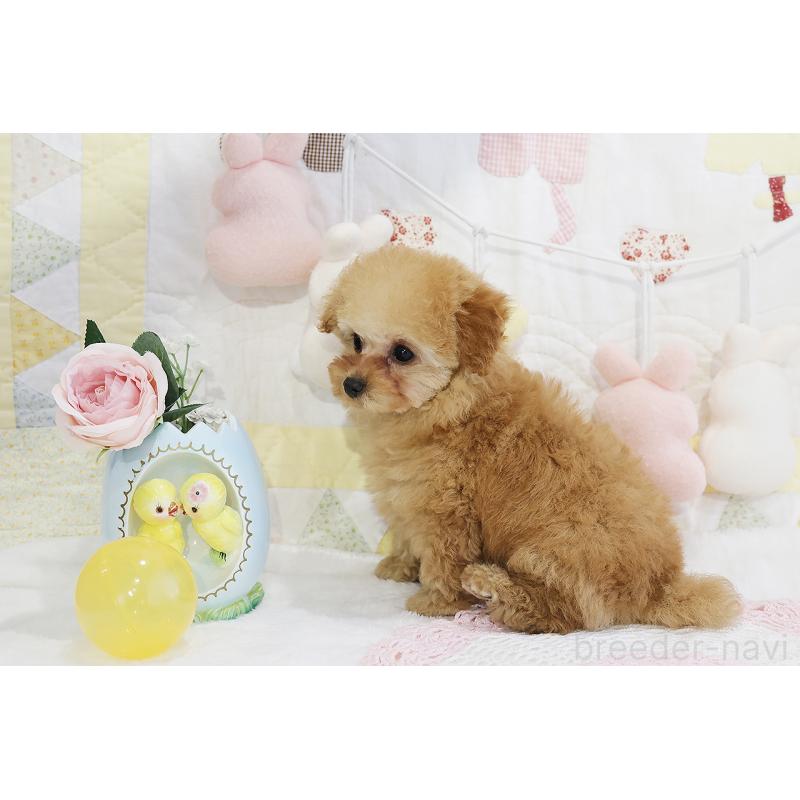販売中の京都府のタイニープードル-436676の25枚目