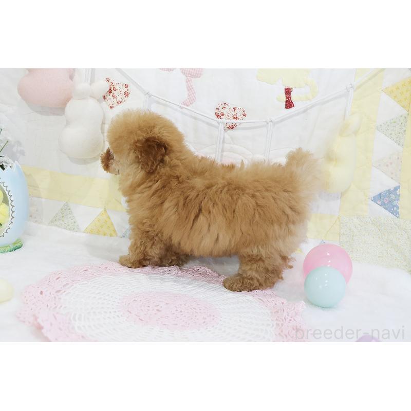 販売中の京都府のタイニープードル-436676の24枚目