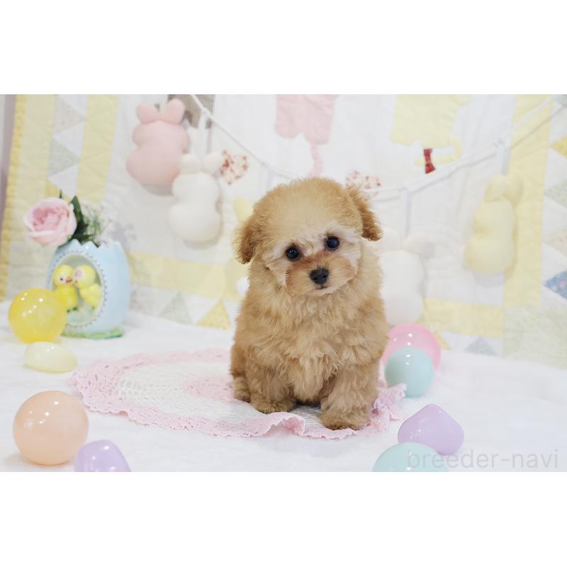 販売中の京都府のタイニープードル-436676の23枚目