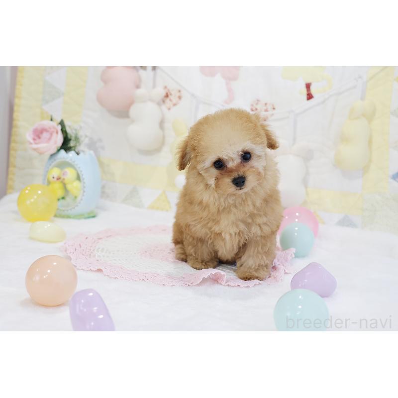 販売中の京都府のタイニープードル-436676の22枚目