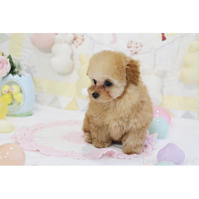 販売中の京都府のタイニープードル-436676の21枚目