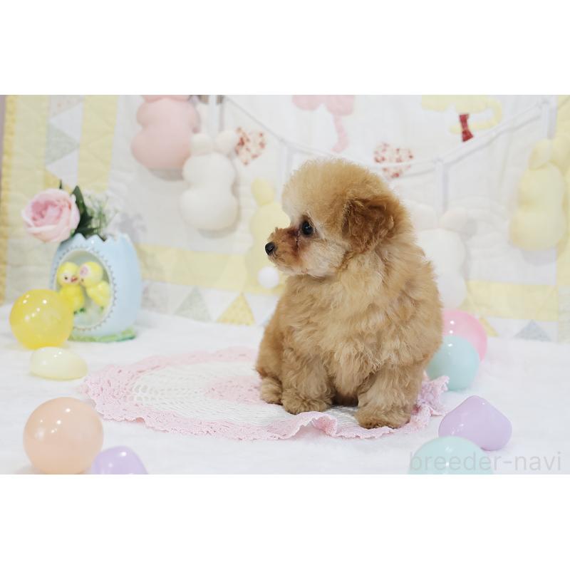 販売中の京都府のタイニープードル-436676の20枚目