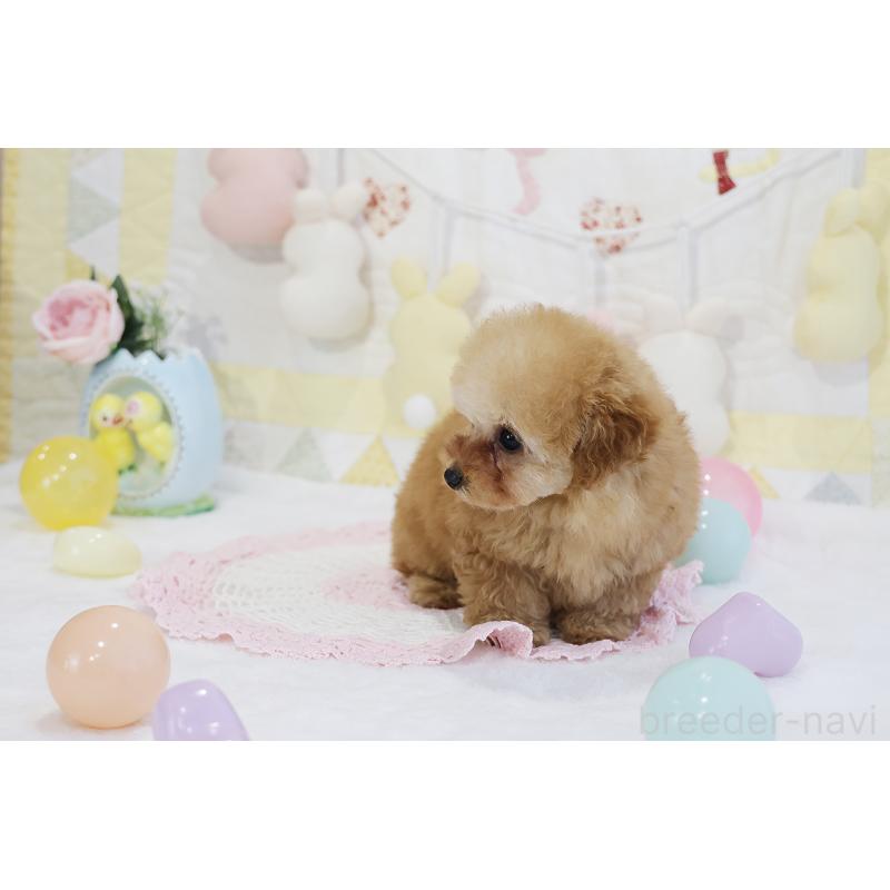 販売中の京都府のタイニープードル-436676の19枚目