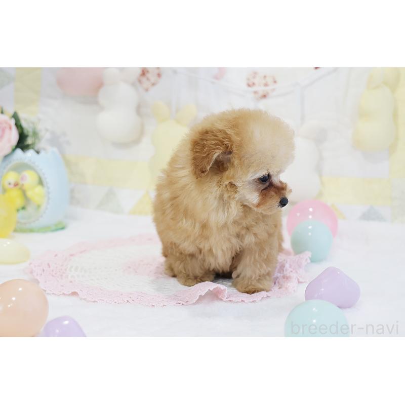 販売中の京都府のタイニープードル-436676の18枚目