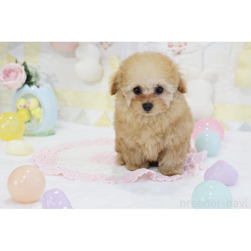 販売中の京都府のタイニープードル-436676の17枚目