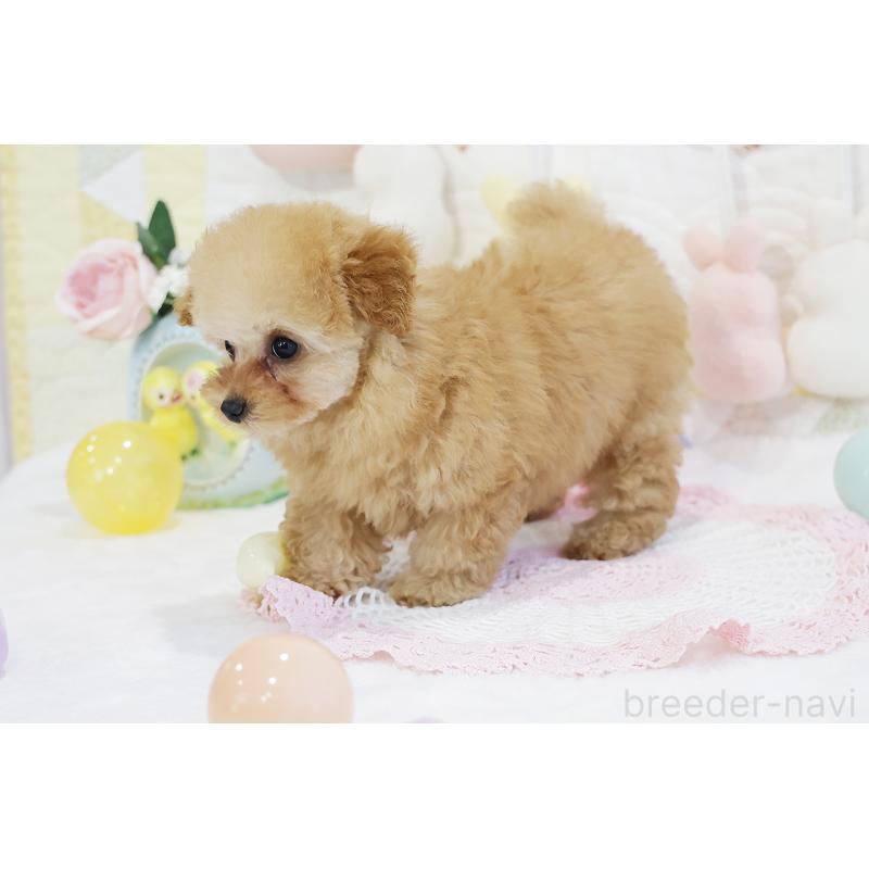 販売中の京都府のタイニープードル-436676の16枚目