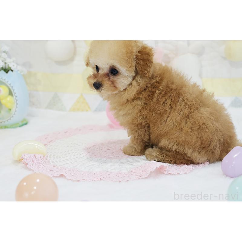 販売中の京都府のタイニープードル-436676の15枚目