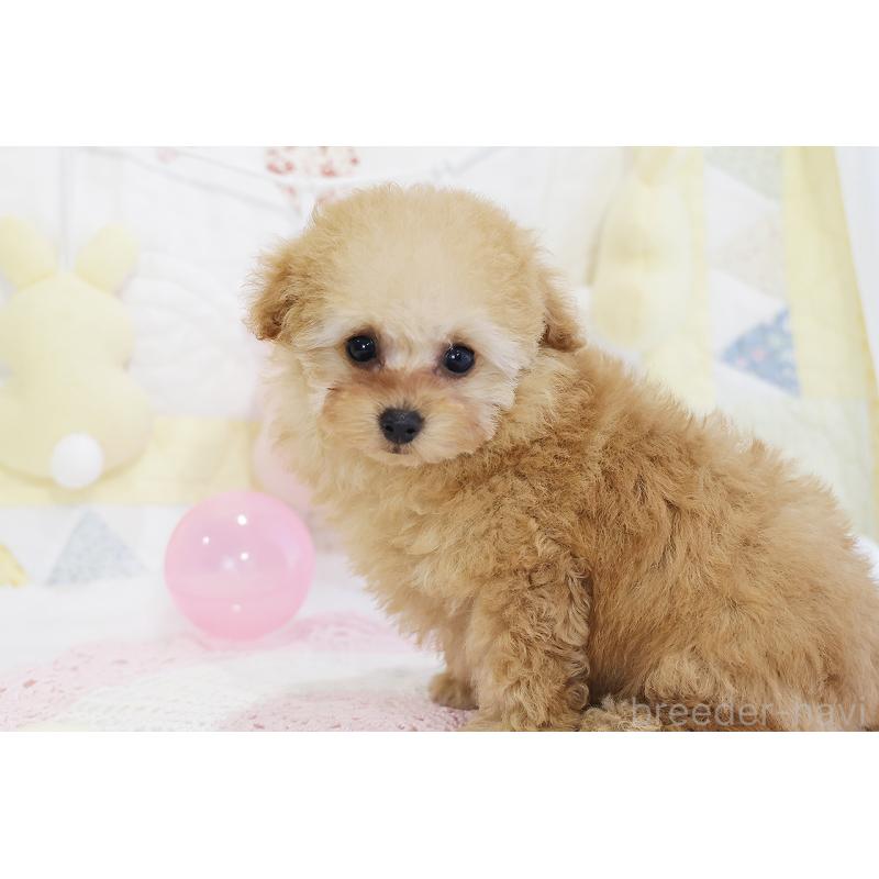 販売中の京都府のタイニープードル-436676の14枚目