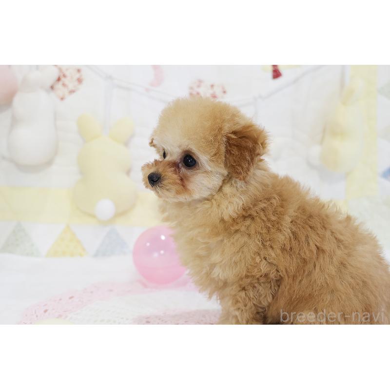販売中の京都府のタイニープードル-436676の12枚目