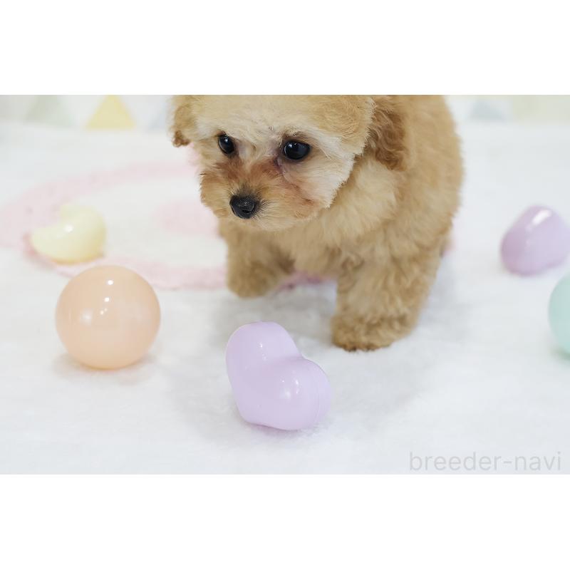 販売中の京都府のタイニープードル-436676の13枚目