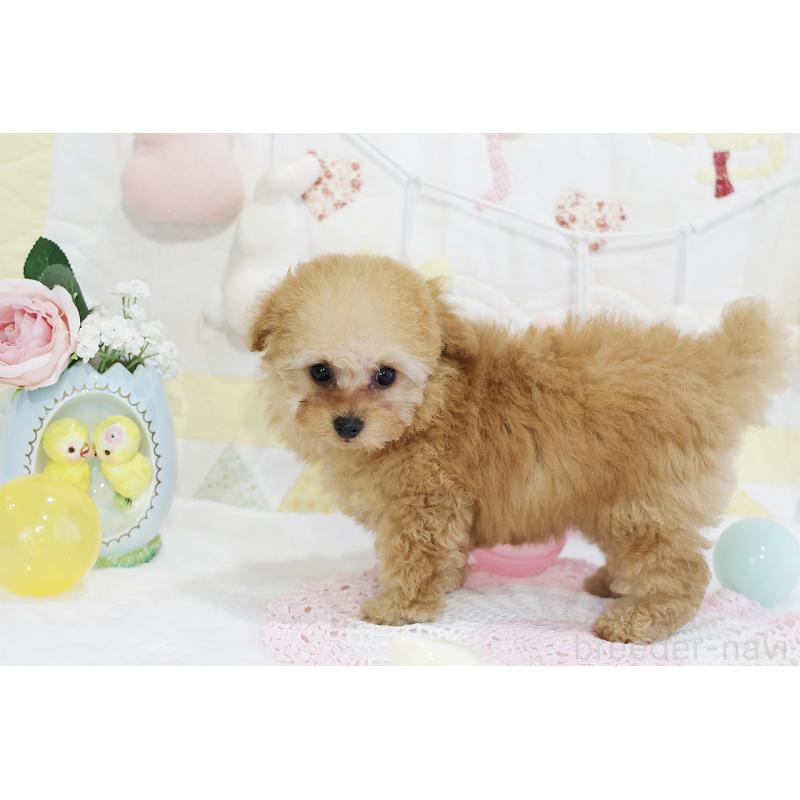 販売中の京都府のタイニープードル-436676の11枚目