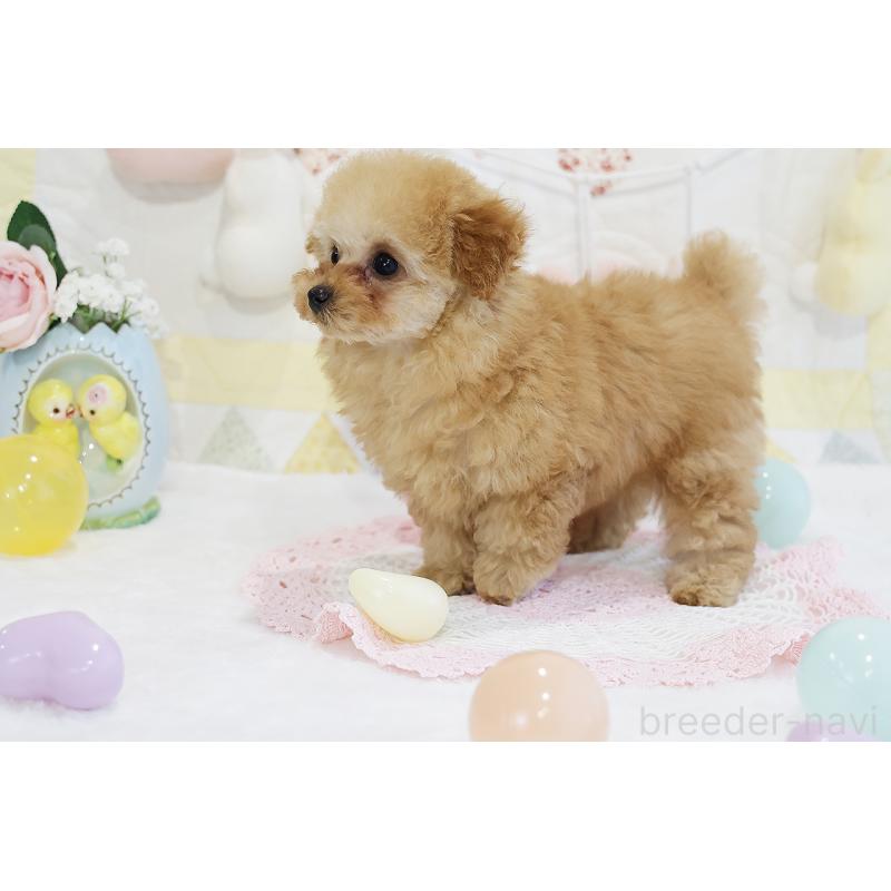 販売中の京都府のタイニープードル-436676の10枚目