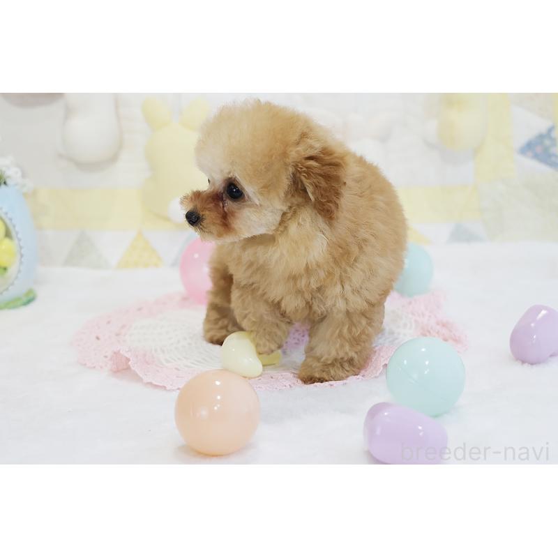 販売中の京都府のタイニープードル-436676の9枚目