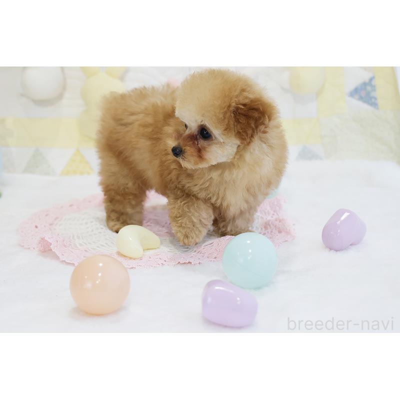 販売中の京都府のタイニープードル-436676の8枚目