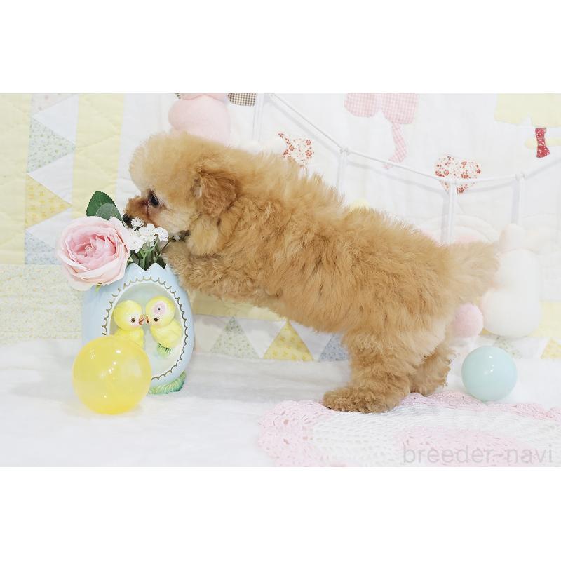 販売中の京都府のタイニープードル-436676の7枚目