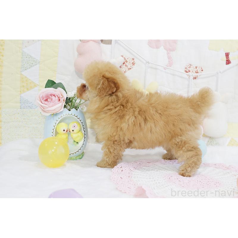 販売中の京都府のタイニープードル-436676の6枚目