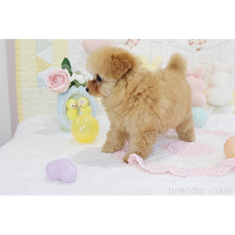 販売中の京都府のタイニープードル-436676の5枚目