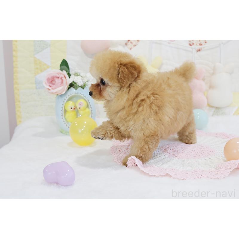 販売中の京都府のタイニープードル-436676の4枚目