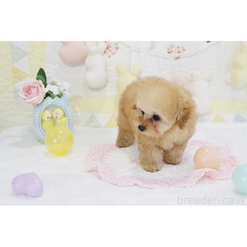 販売中の京都府のタイニープードル-436676の3枚目