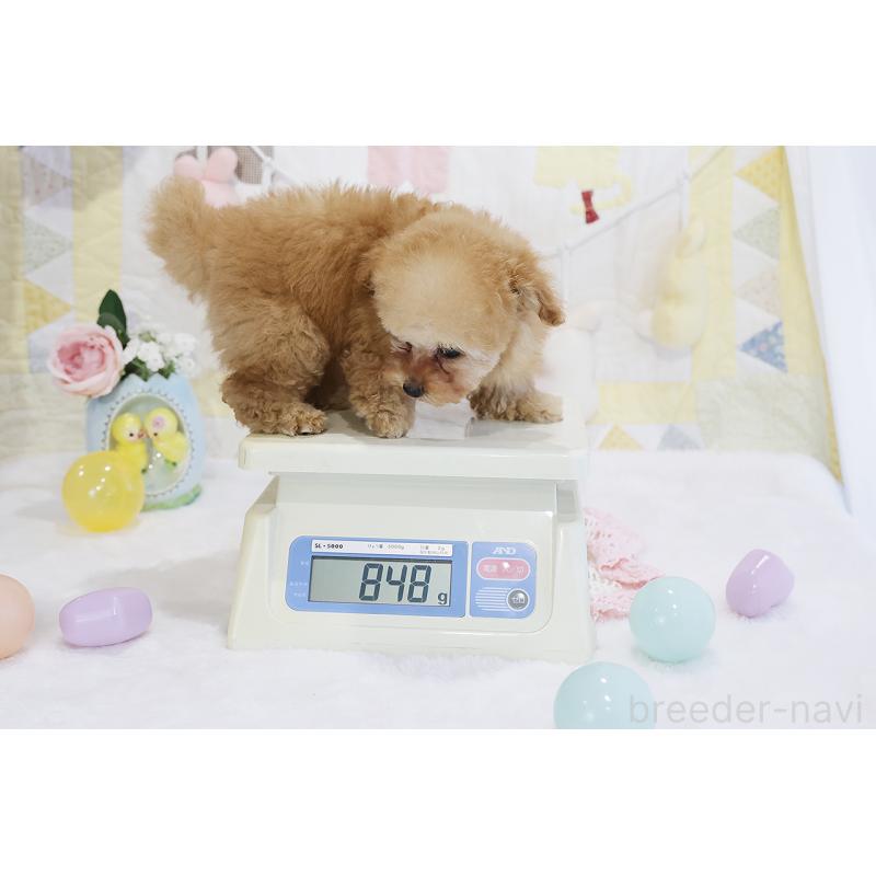 販売中の京都府のタイニープードル-436676の2枚目