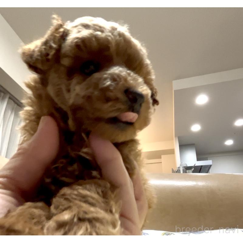 販売中の奈良県のタイニープードル-446944の16枚目