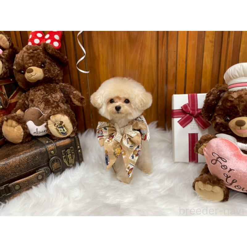 販売中の広島県のミックス犬-404946の5枚目