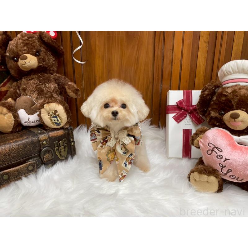 販売中の広島県のミックス犬-404946の4枚目