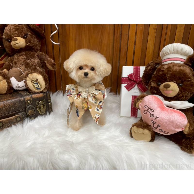 販売中の広島県のミックス犬-404946の3枚目