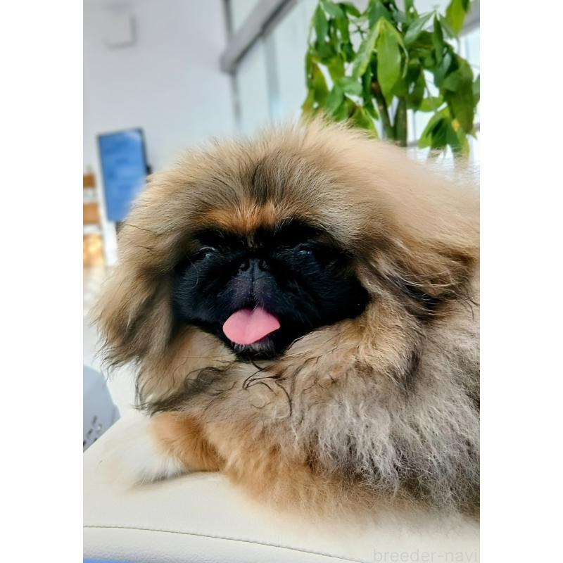 犬舎紹介の沖縄県の犬舎紹介-5370の5枚目