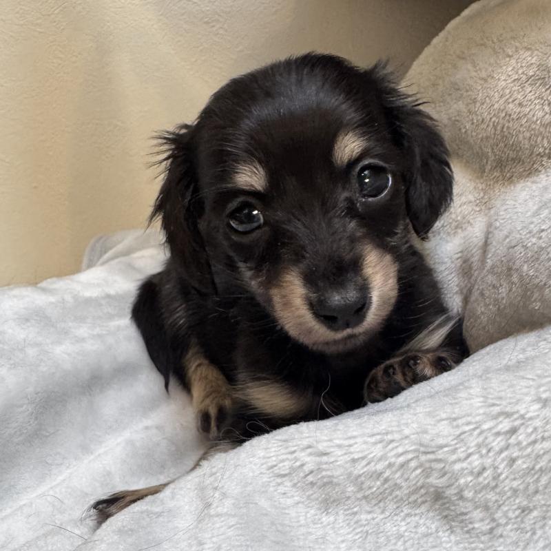 販売中の奈良県のミニチュアダックスフンド(ロングヘアード)-442566の4枚目