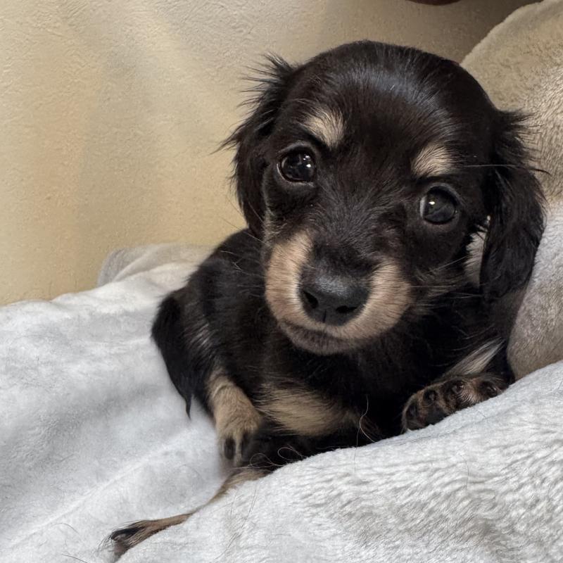 販売中の奈良県のミニチュアダックスフンド(ロングヘアード)-442566の3枚目