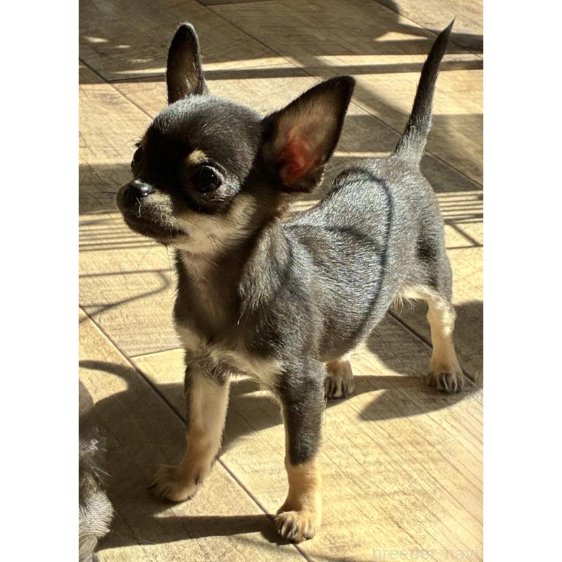 広島県でチワワ(スムースコート)の子犬を探す｜ブリーダーナビ