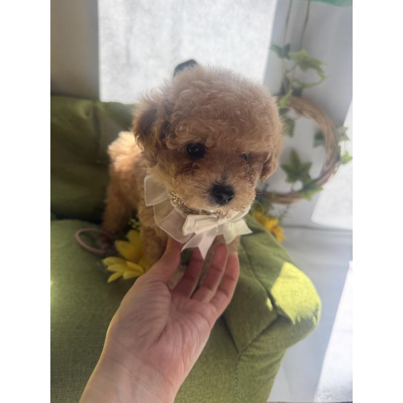 成約済の三重県のタイニープードル-445000の6枚目