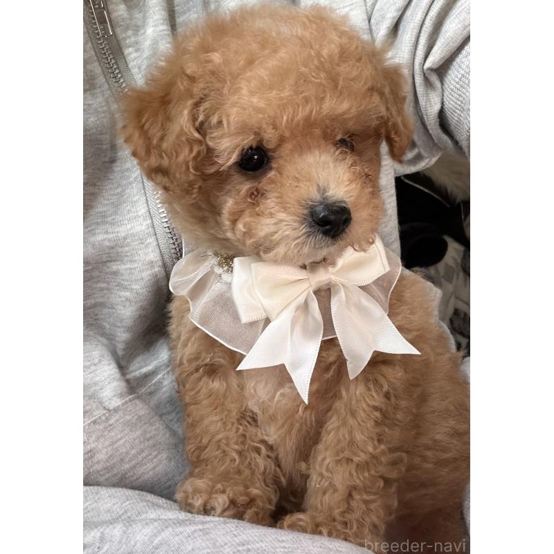 成約済の三重県のタイニープードル-445000の5枚目