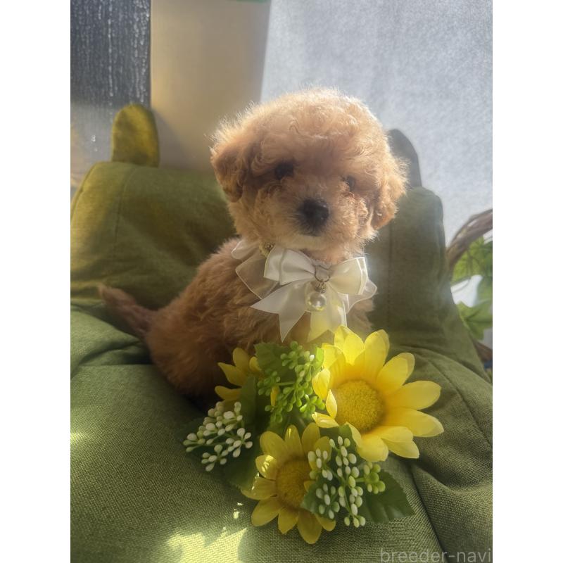 成約済の三重県のタイニープードル-445000の4枚目