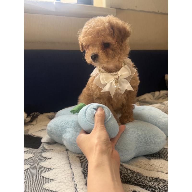 成約済の三重県のタイニープードル-445000の3枚目