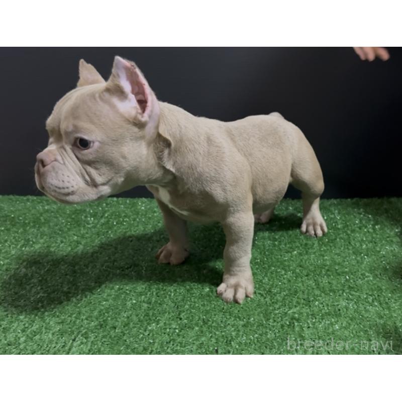 販売中の埼玉県のエキゾチックブリー-434484の7枚目