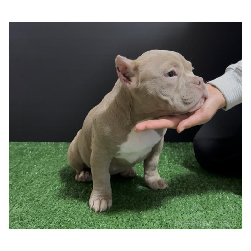 販売中の埼玉県のエキゾチックブリー-434484の5枚目