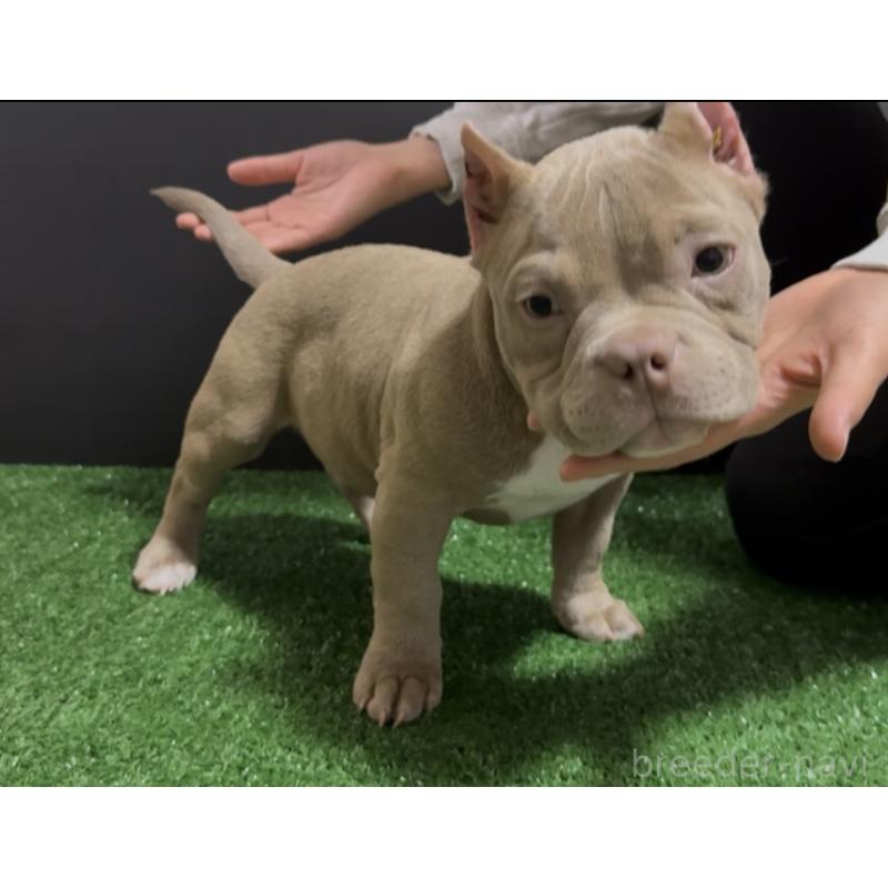 販売中の埼玉県のエキゾチックブリー-434484の4枚目