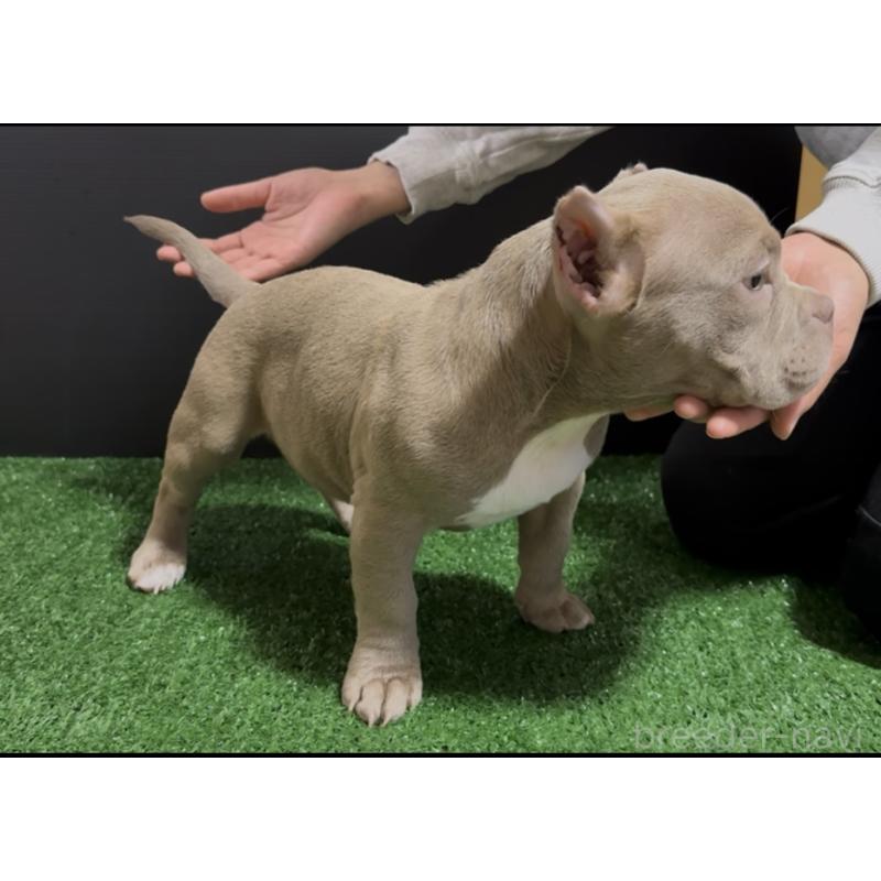 販売中の埼玉県のエキゾチックブリー-434484の3枚目