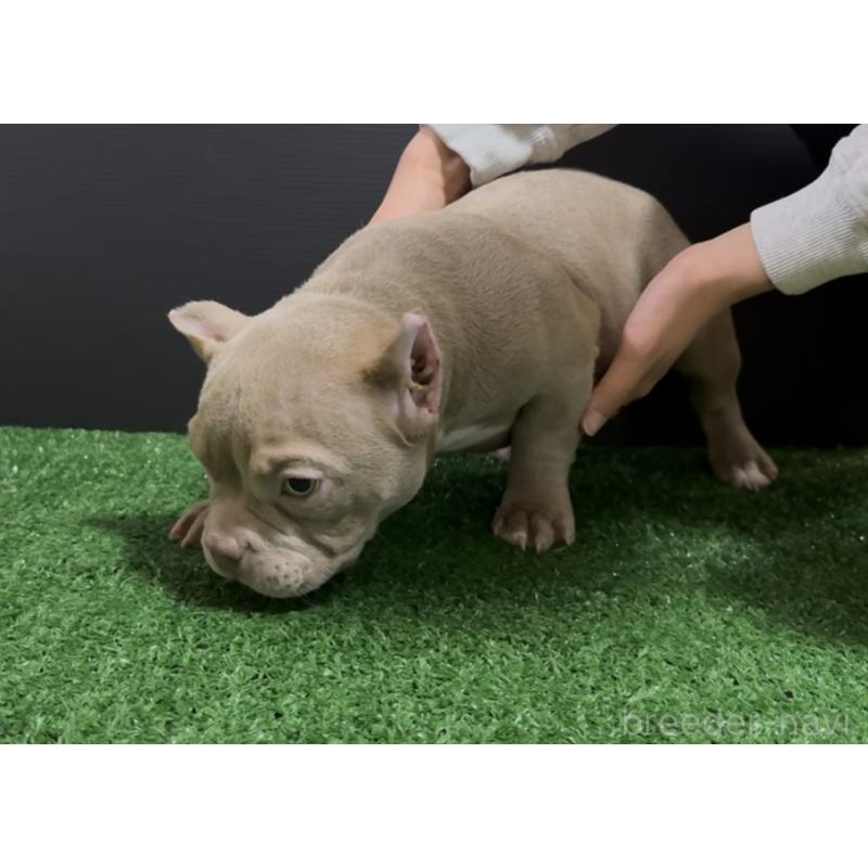 販売中の埼玉県のエキゾチックブリー-434484の2枚目