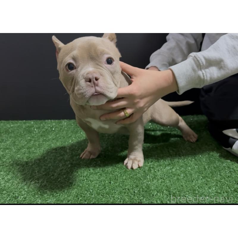 販売中の埼玉県のエキゾチックブリー-434487の16枚目