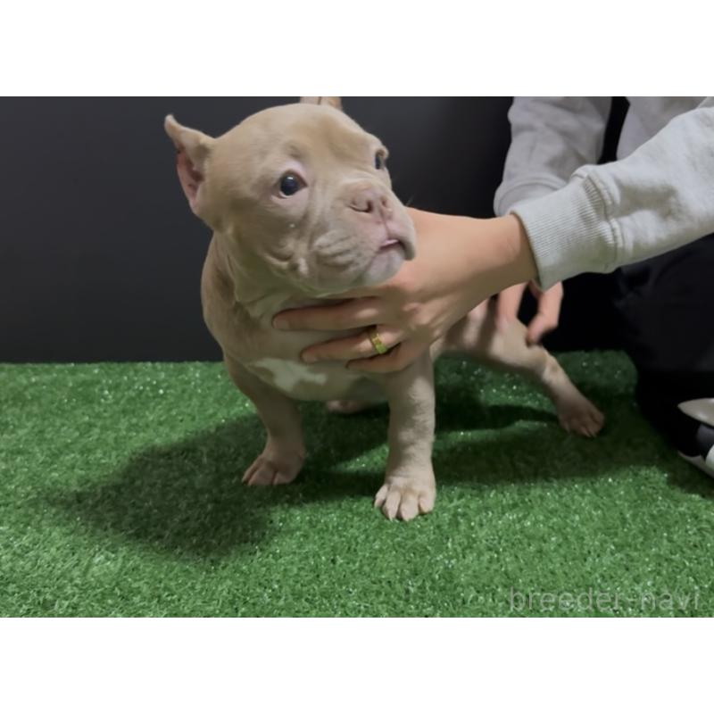 販売中の埼玉県のエキゾチックブリー-434487の15枚目