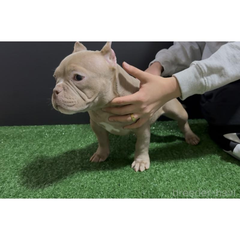 販売中の埼玉県のエキゾチックブリー-434487の14枚目