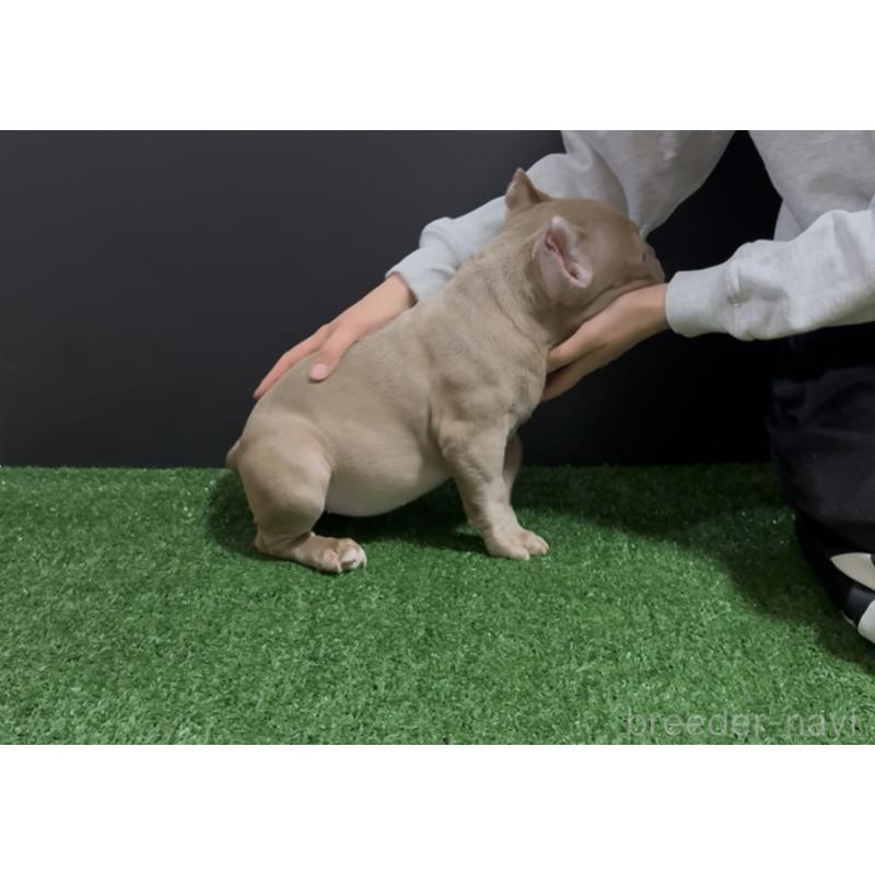 販売中の埼玉県のエキゾチックブリー-434487の13枚目